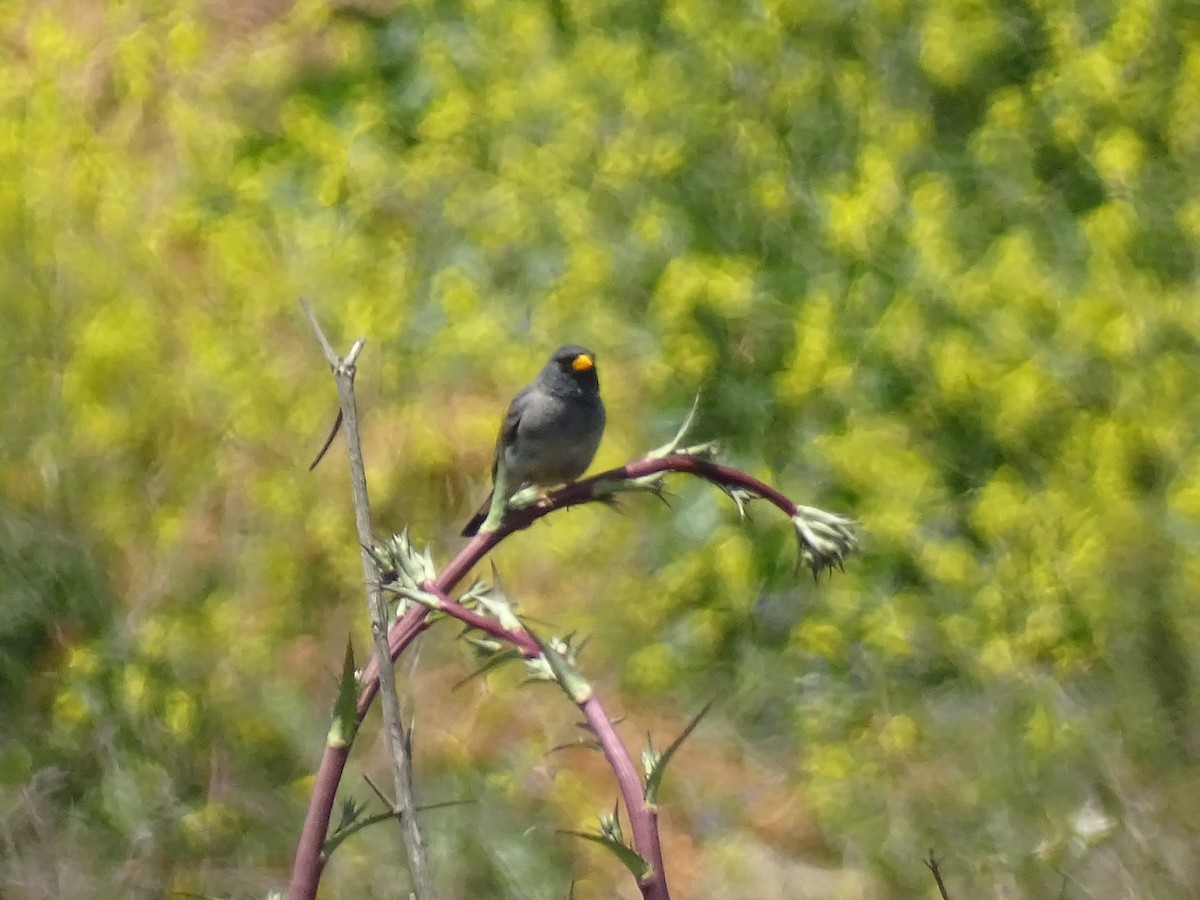 Band-tailed Sierra Finch - ML280999031