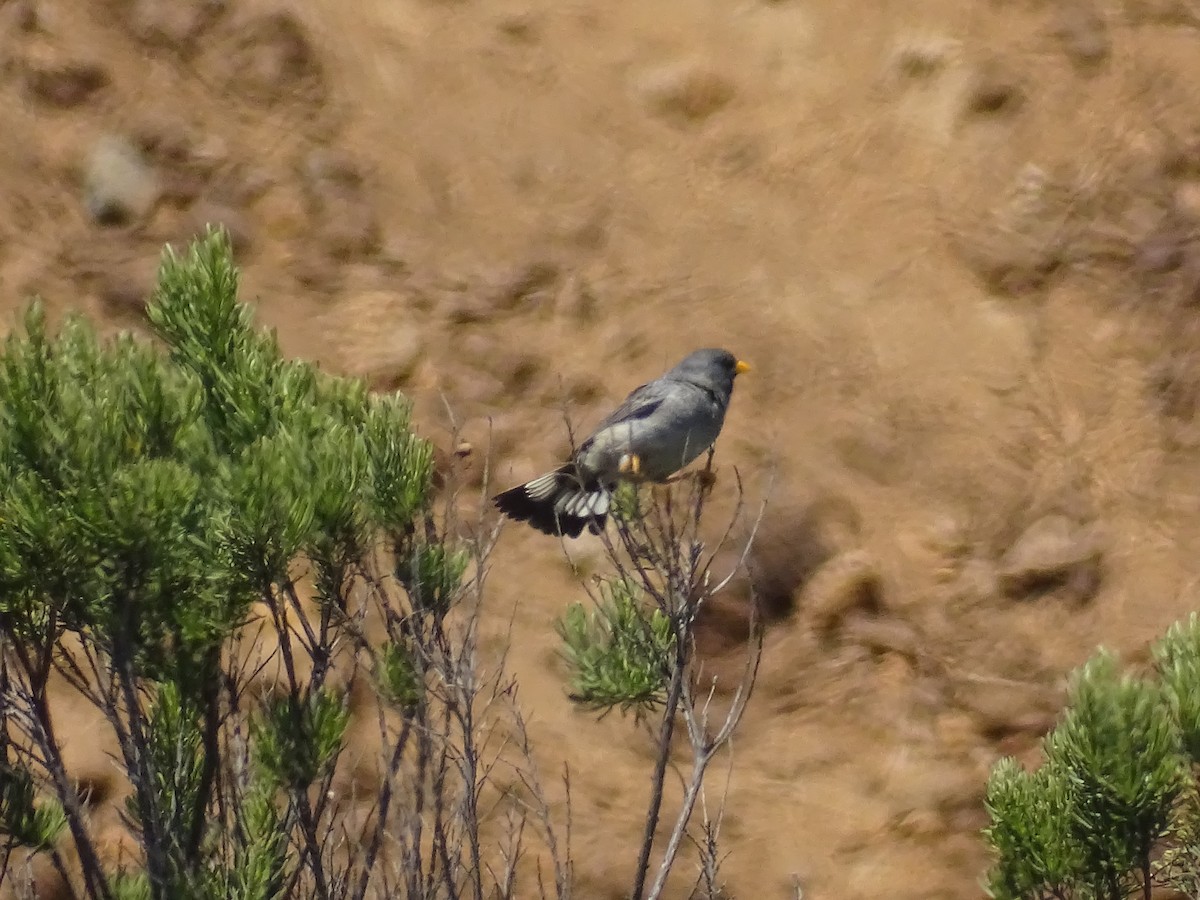 Band-tailed Sierra Finch - ML280999061