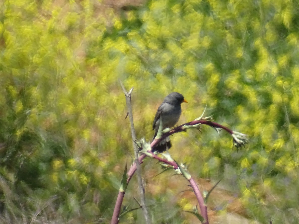 Band-tailed Sierra Finch - ML280999091