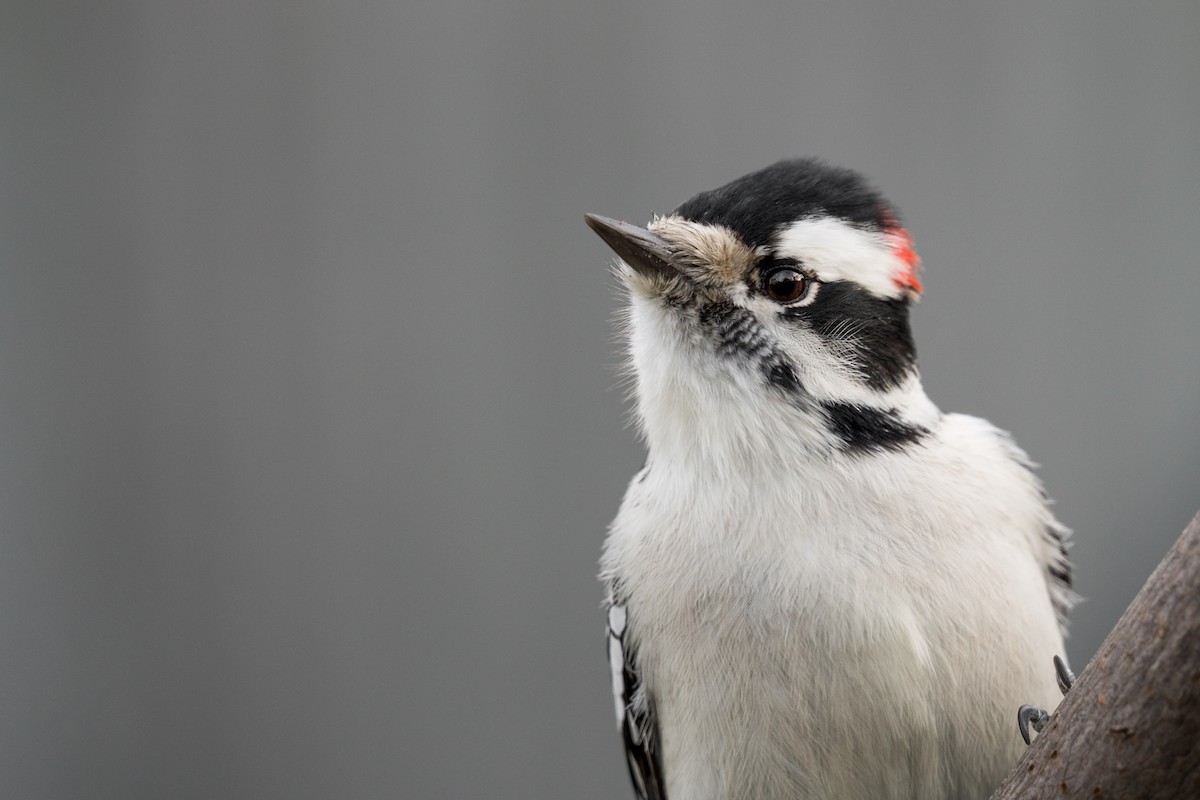 Downy Woodpecker - ML281001791