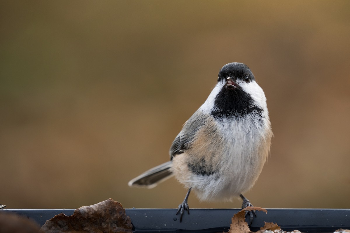 Black-capped Chickadee - Stefano Ianiro