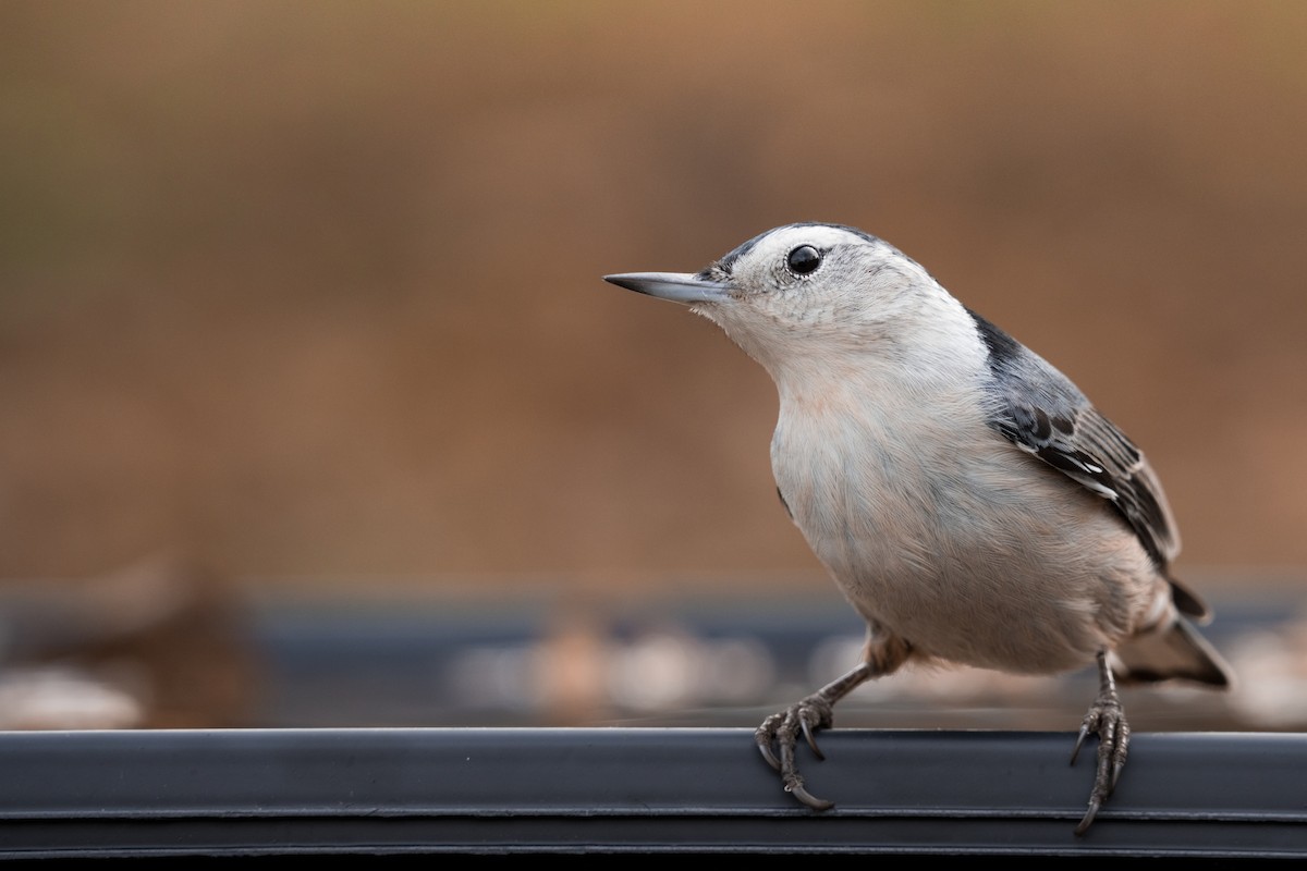 White-breasted Nuthatch - ML281002291