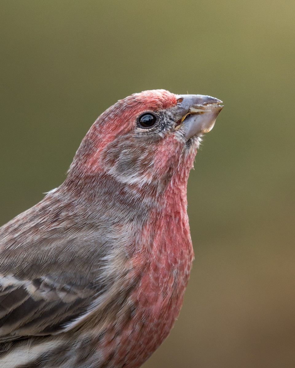 House Finch - ML281002811