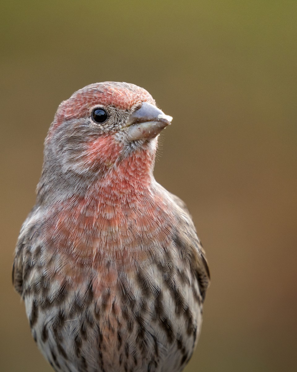 House Finch - ML281002821