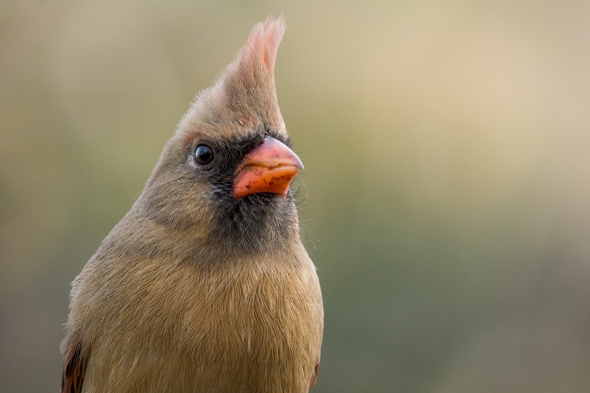 Cardinal rouge - ML281003001