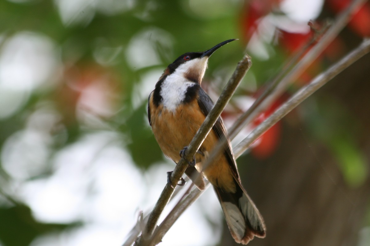 Eastern Spinebill - Scott Schuette