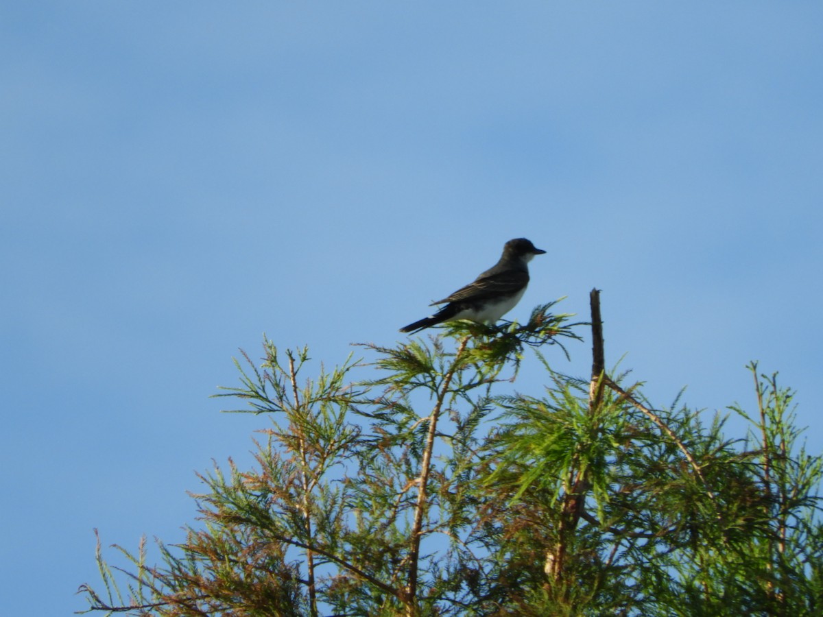 Eastern Kingbird - ML281004031