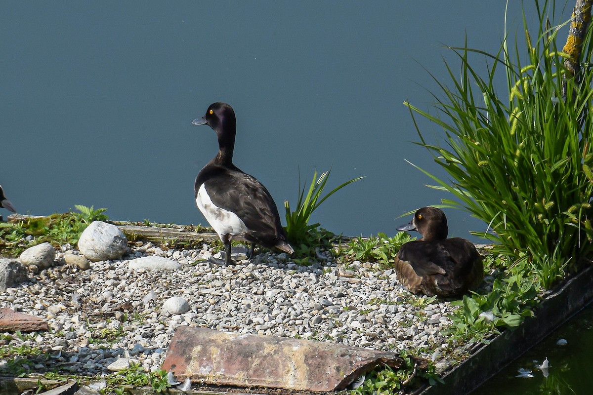 Tufted Duck - Giuseppe Citino