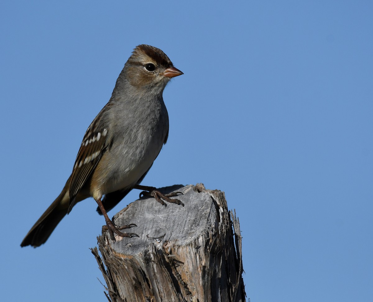 White-crowned Sparrow - ML281005791