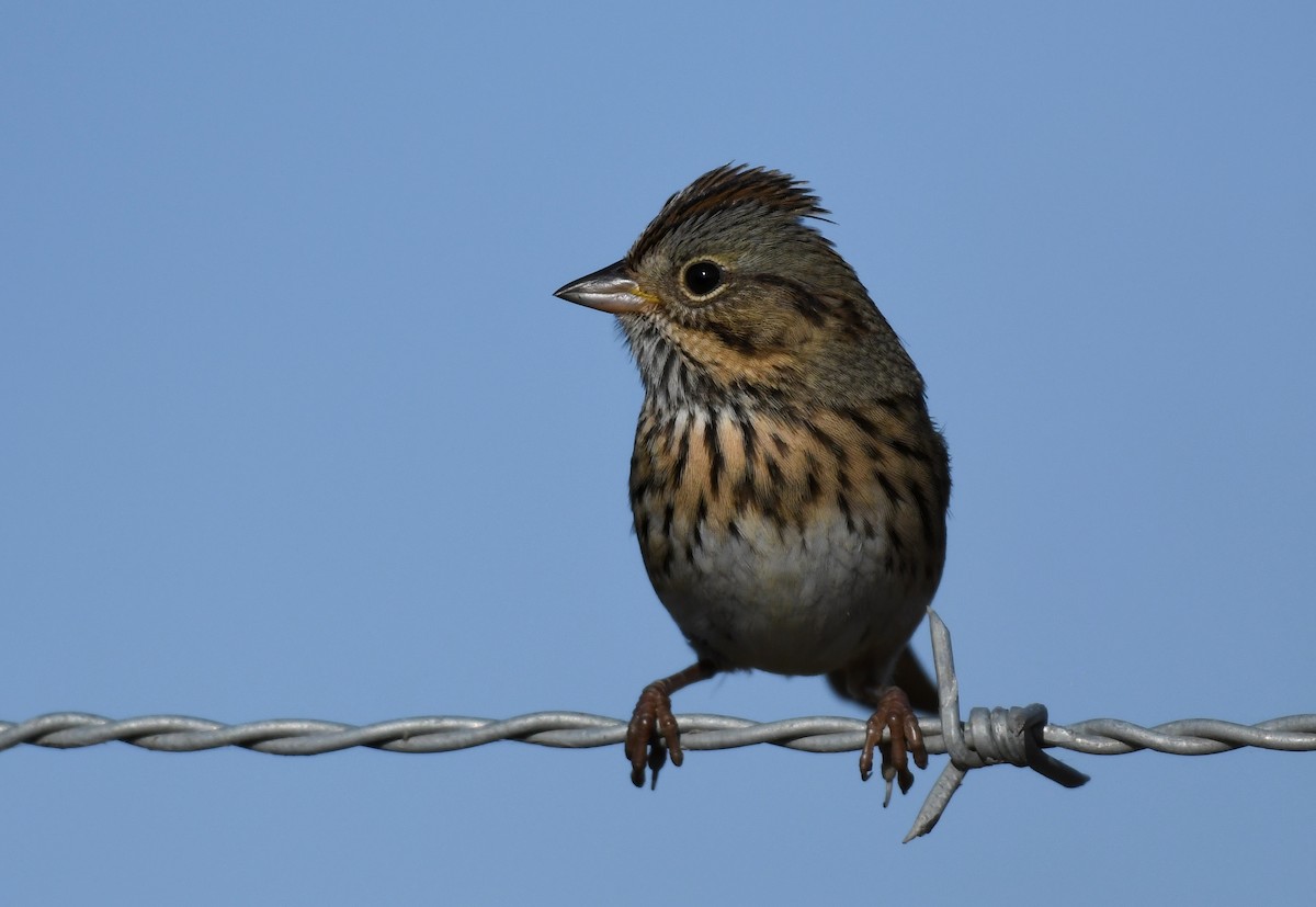 Lincoln's Sparrow - ML281005951