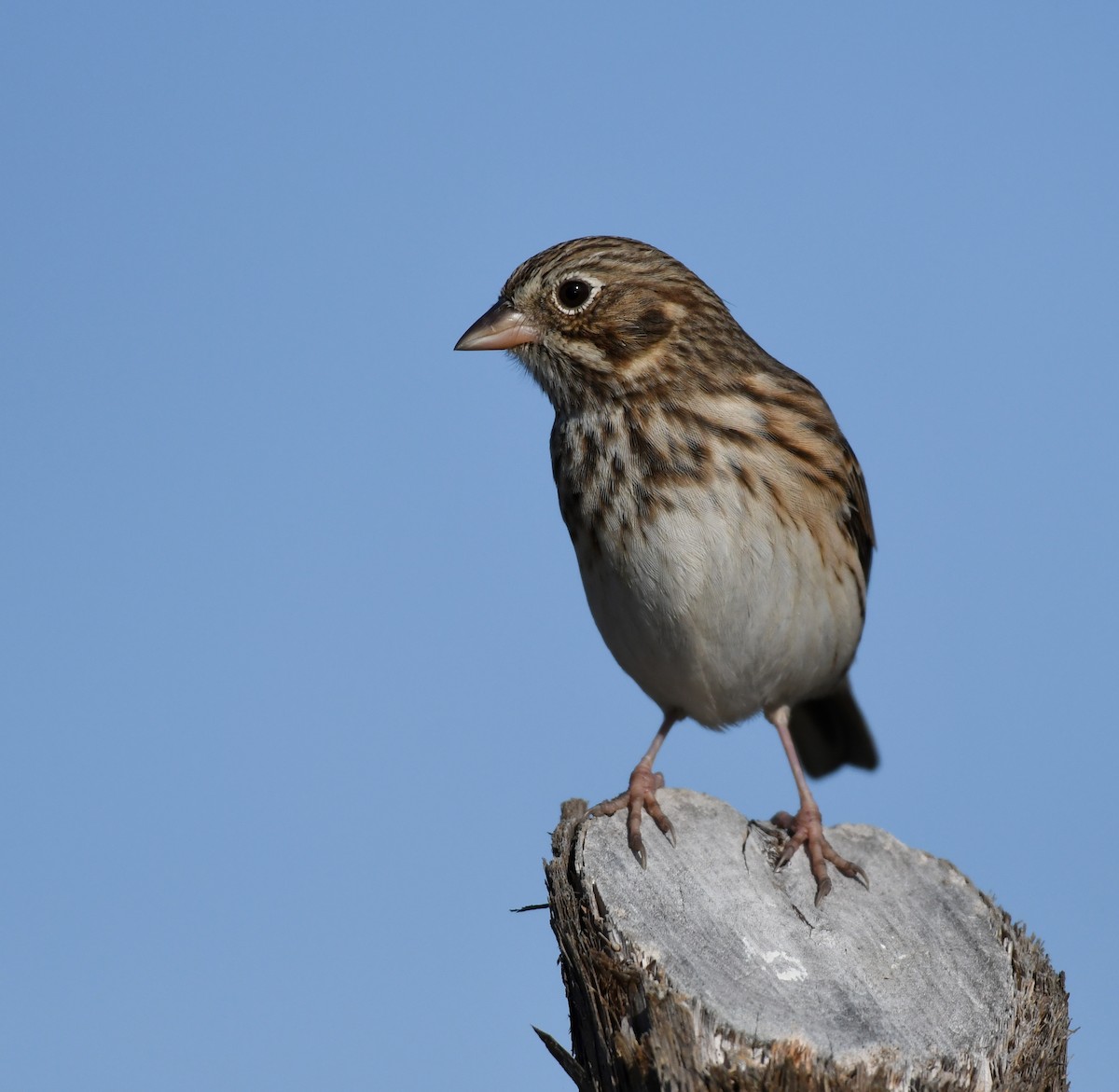 Vesper Sparrow - ML281005971