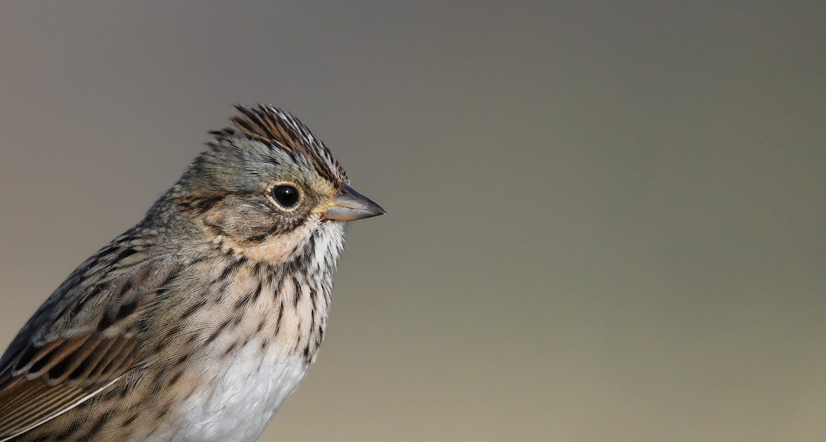 Lincoln's Sparrow - ML281006411