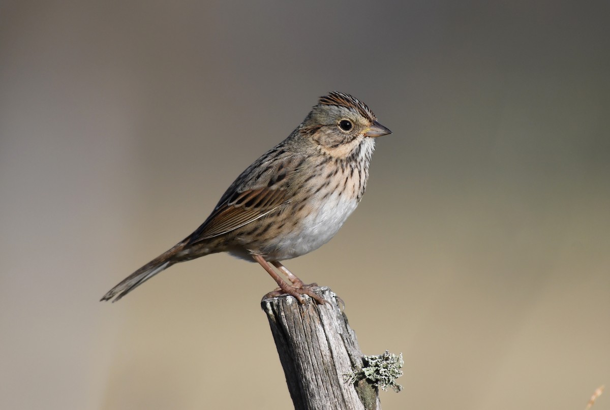 Lincoln's Sparrow - ML281006441