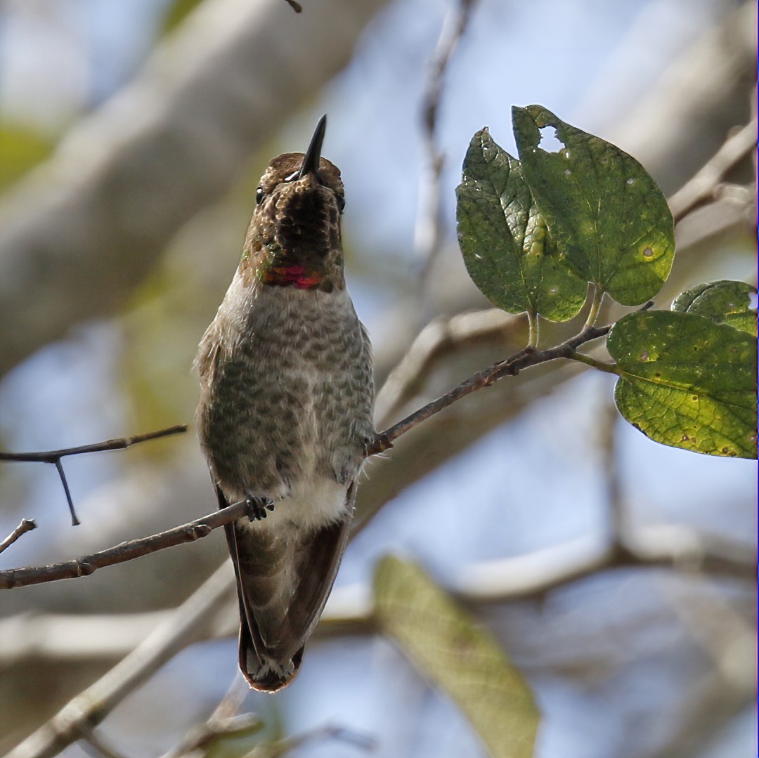 Anna's Hummingbird - ML281008451