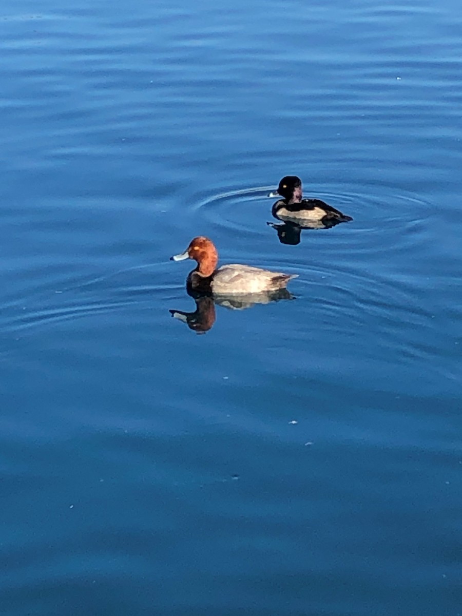 Redhead - ML281008911