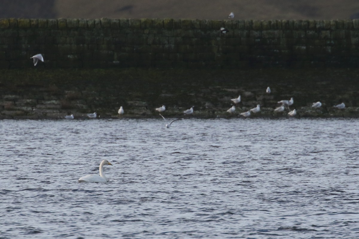 Whooper Swan - ML281009531