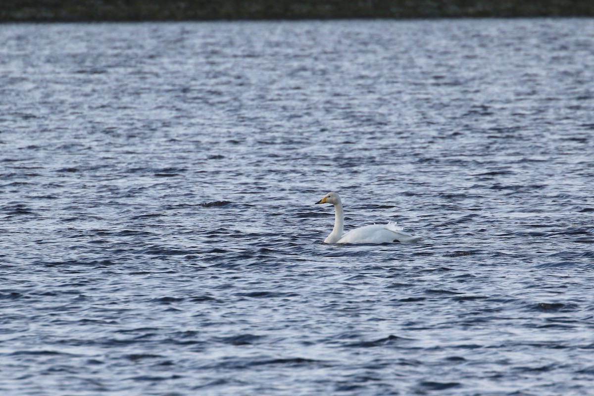 Whooper Swan - ML281009801