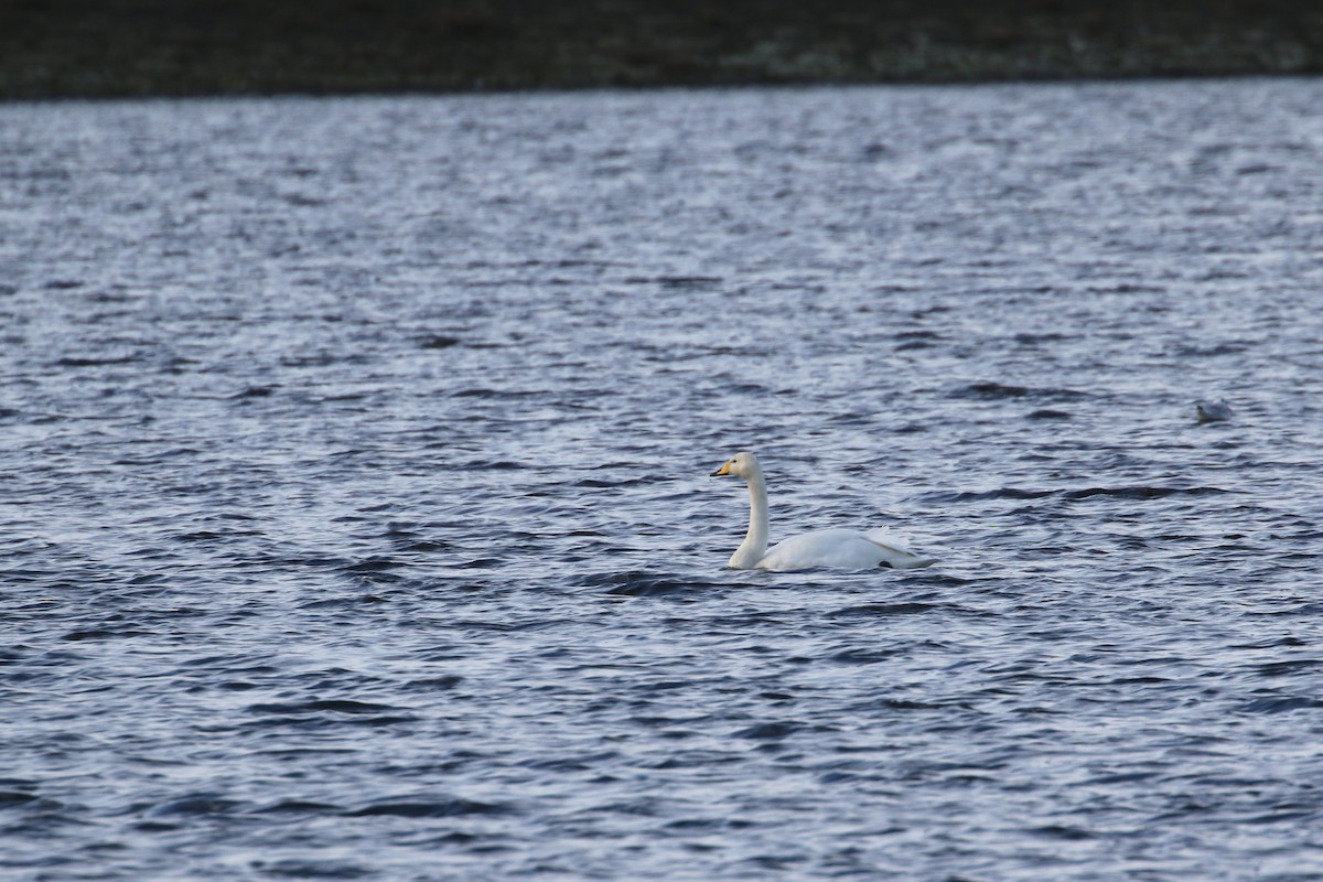 Whooper Swan - ML281010011