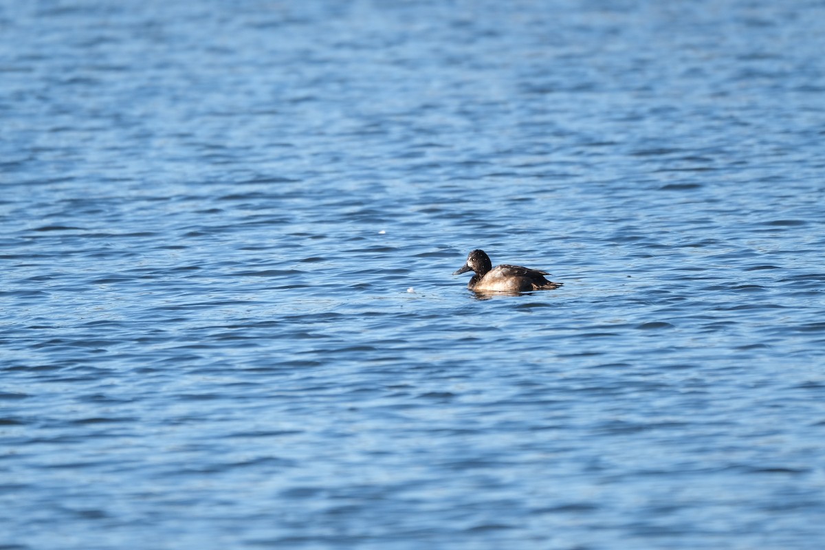 Greater Scaup - Todd DeVore