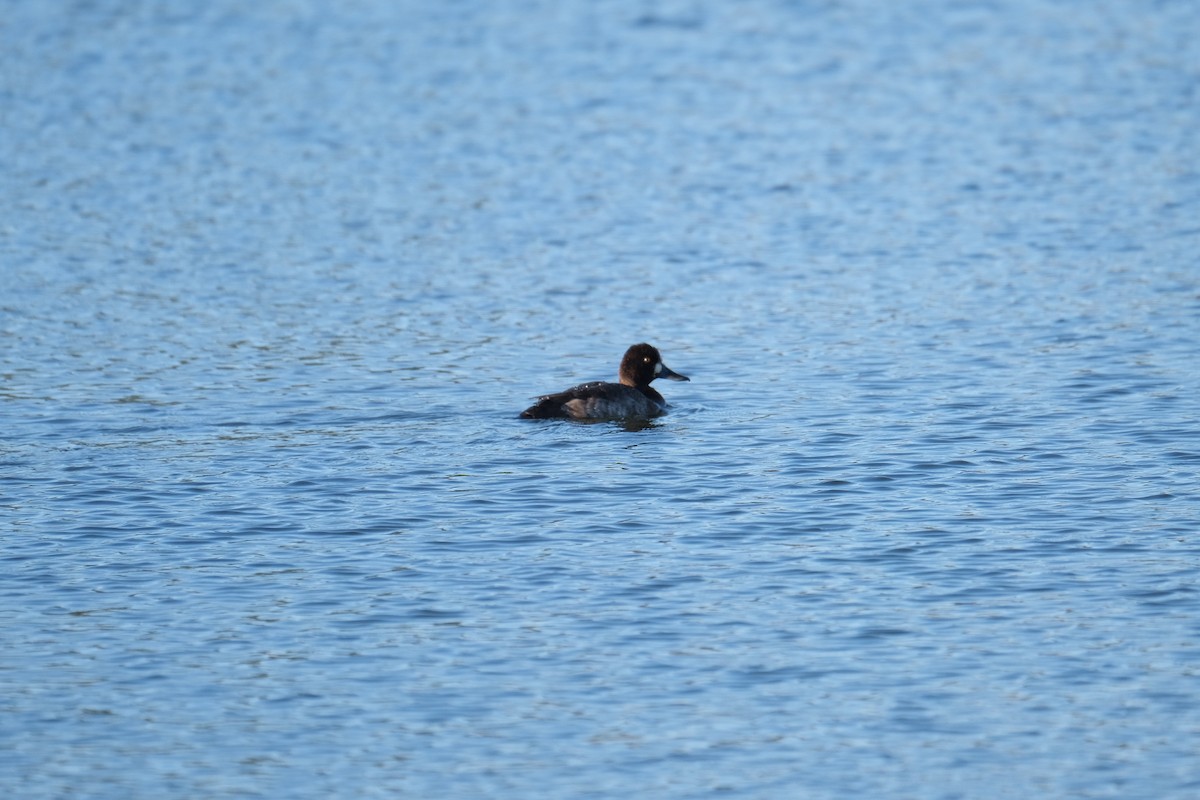 Greater Scaup - ML281010311