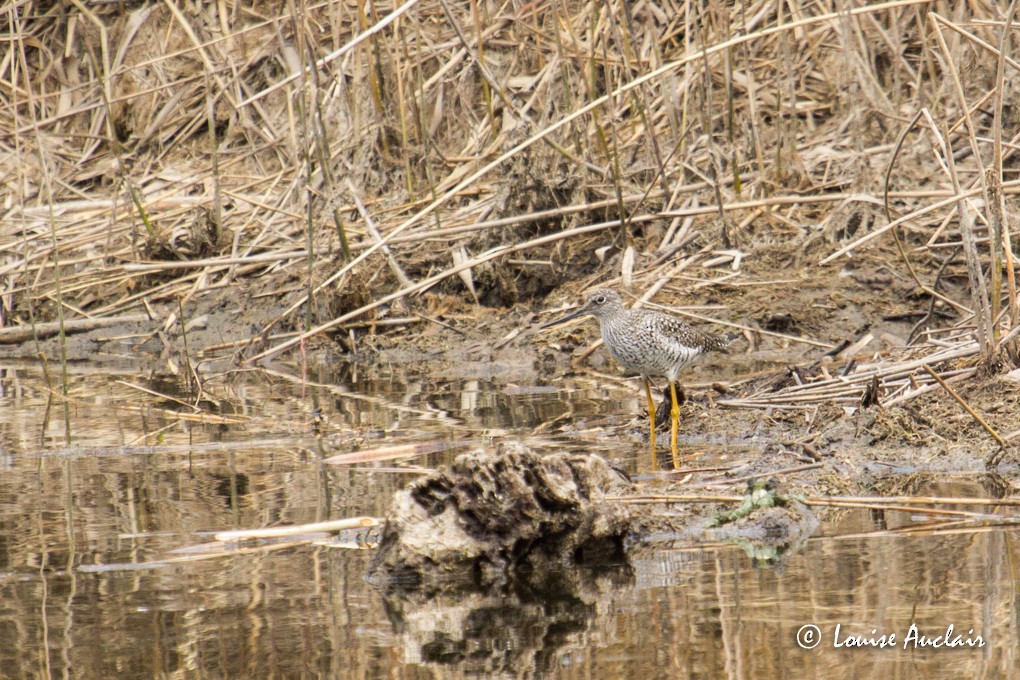 Greater Yellowlegs - ML28101041