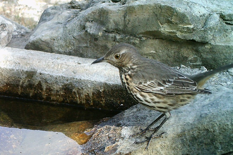 Sage Thrasher - ML281011161