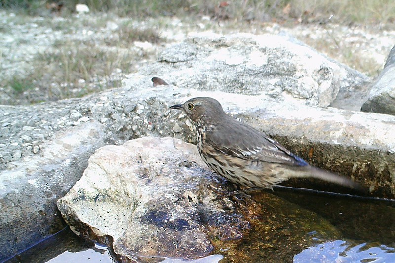 Sage Thrasher - ML281011311