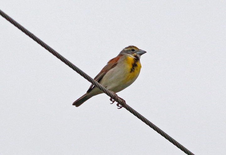 Dickcissel - ML28101171