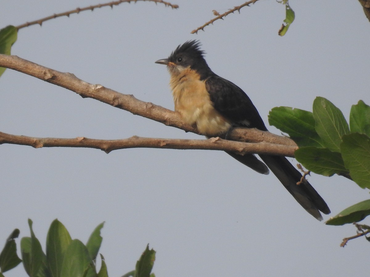 Pied Cuckoo - Kalyani Kapdi