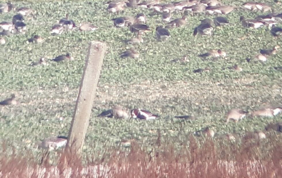 Red-breasted Goose - ML281014621