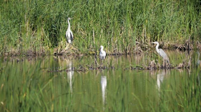Eurasian Spoonbill - ML281015661