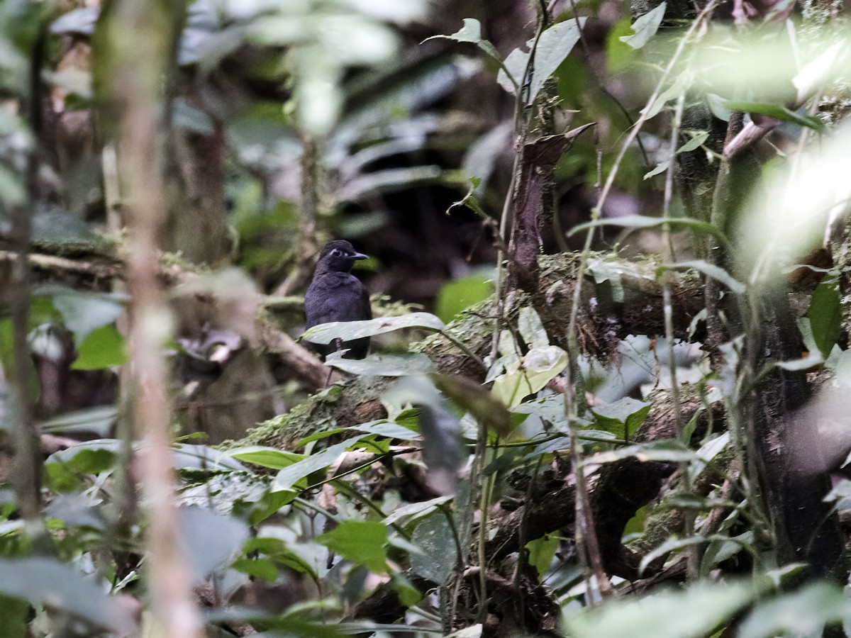 Black-faced Antthrush (Black-faced) - ML281016451