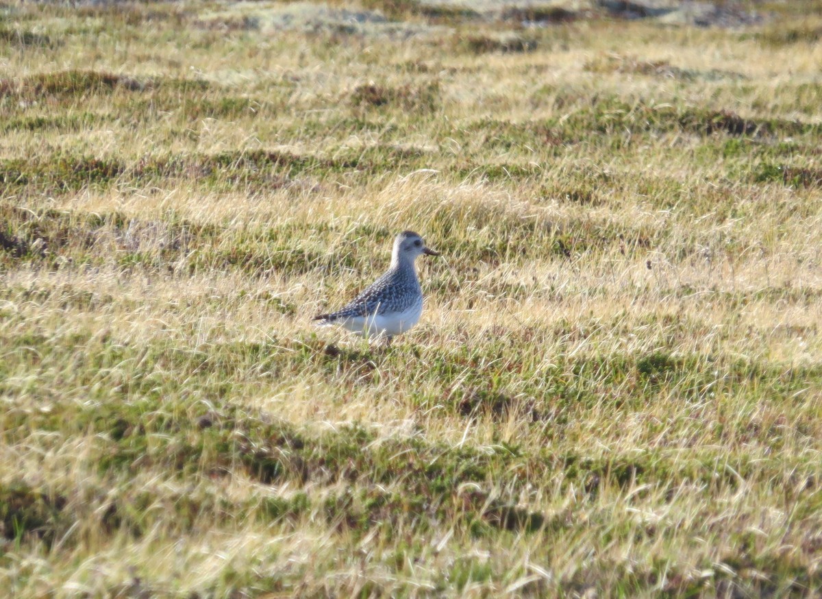 Black-bellied Plover - ML281019021