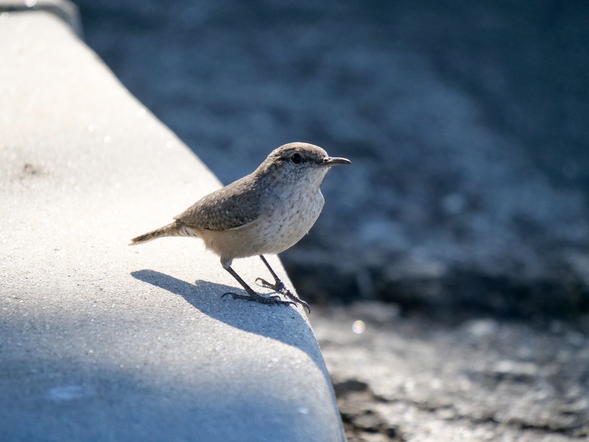 Rock Wren - ML281019041