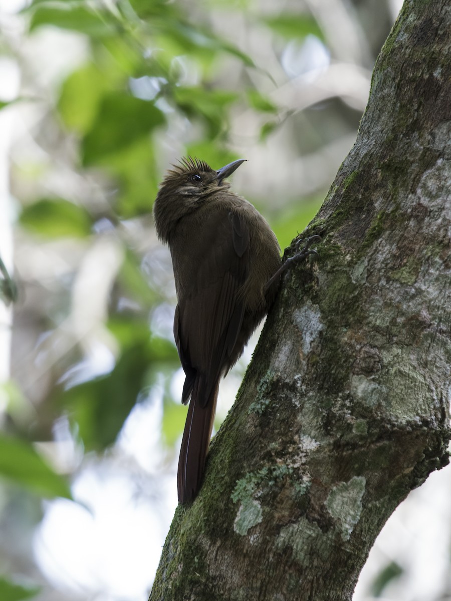 Plain-winged Woodcreeper - ML281019151