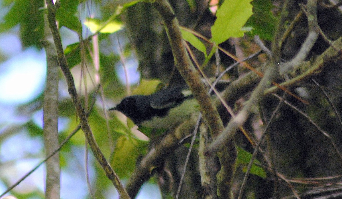 Black-throated Blue Warbler - Mac Williams