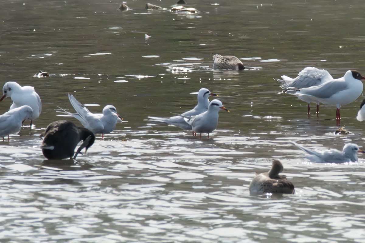 Snowy-crowned Tern - ML281023581