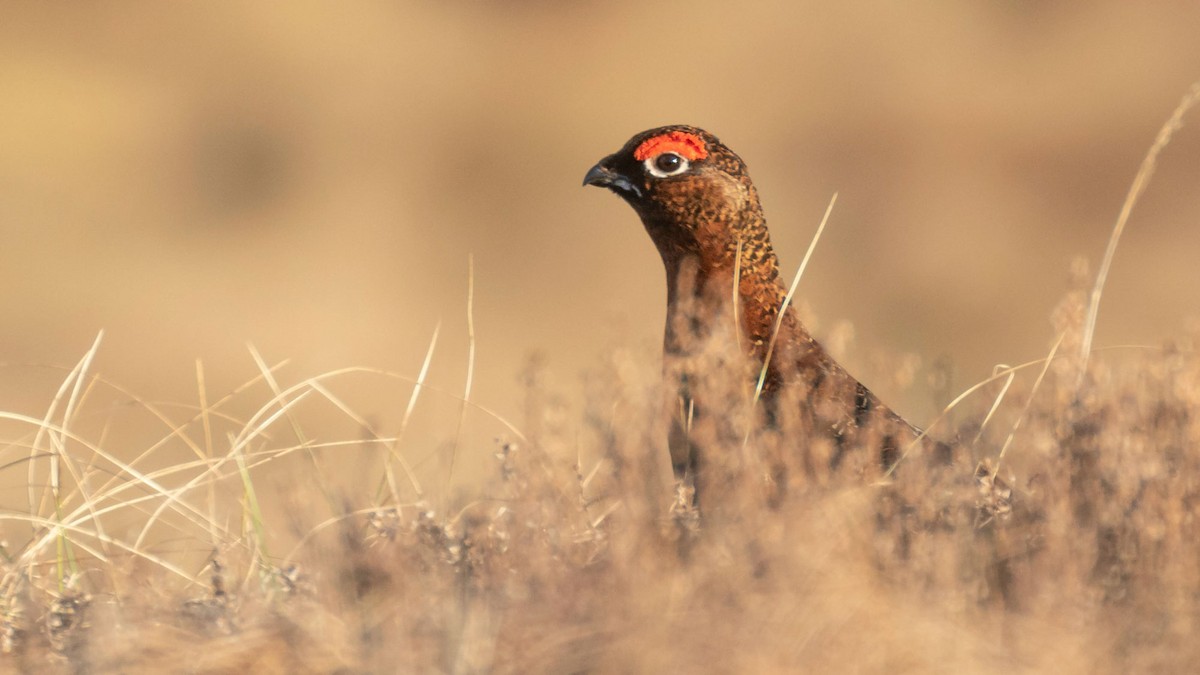 Willow Ptarmigan (Red Grouse) - ML281023651