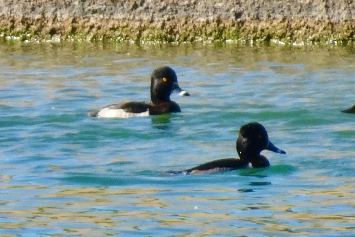 Ring-necked Duck - ML281026301