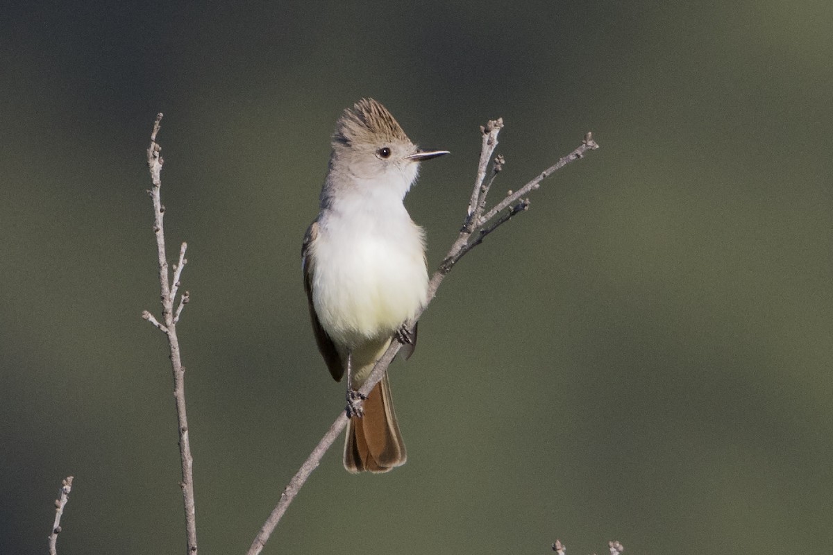 Ash-throated Flycatcher - Bradley Hacker 🦜