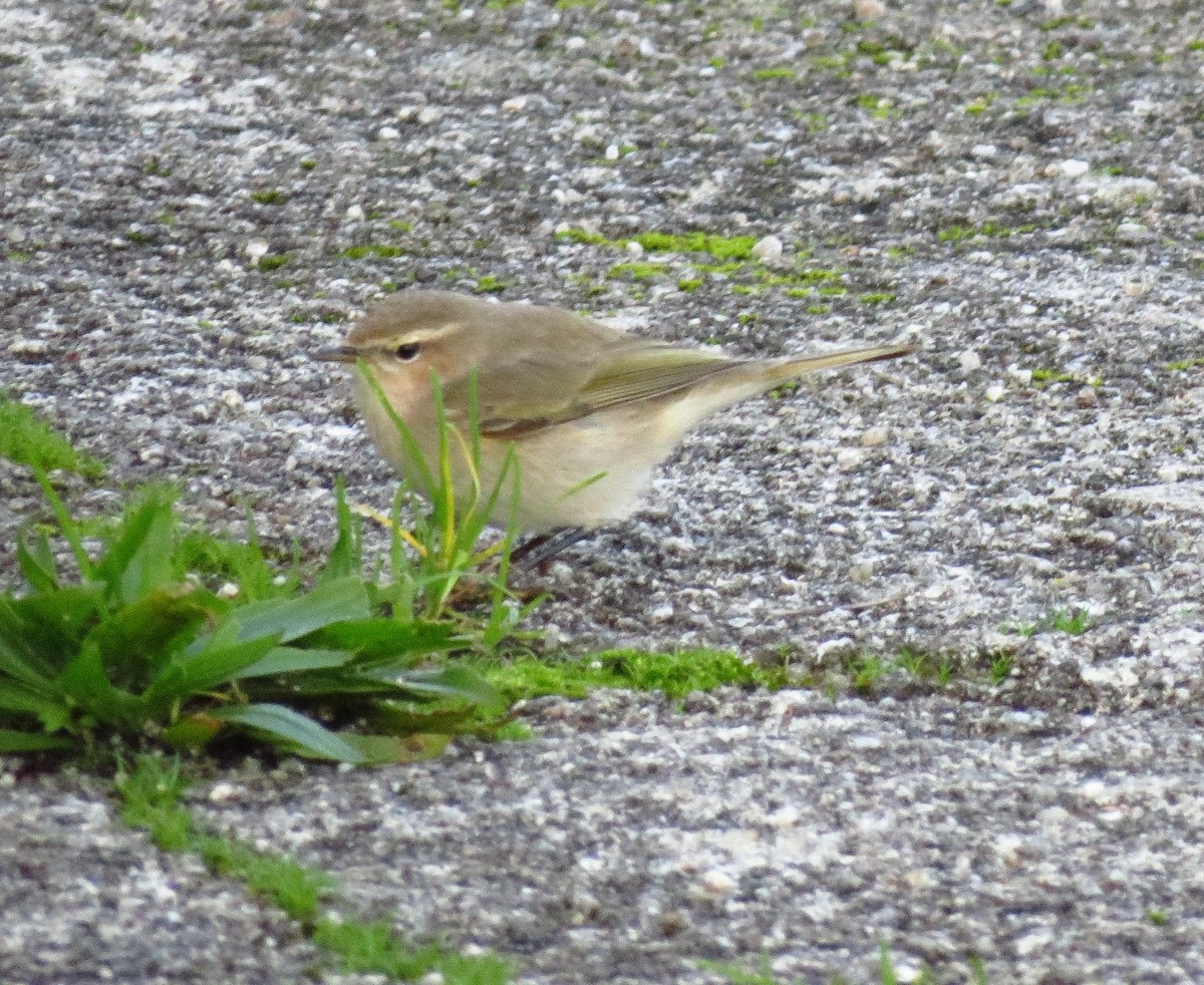 Common Chiffchaff (Siberian) - ML281027311