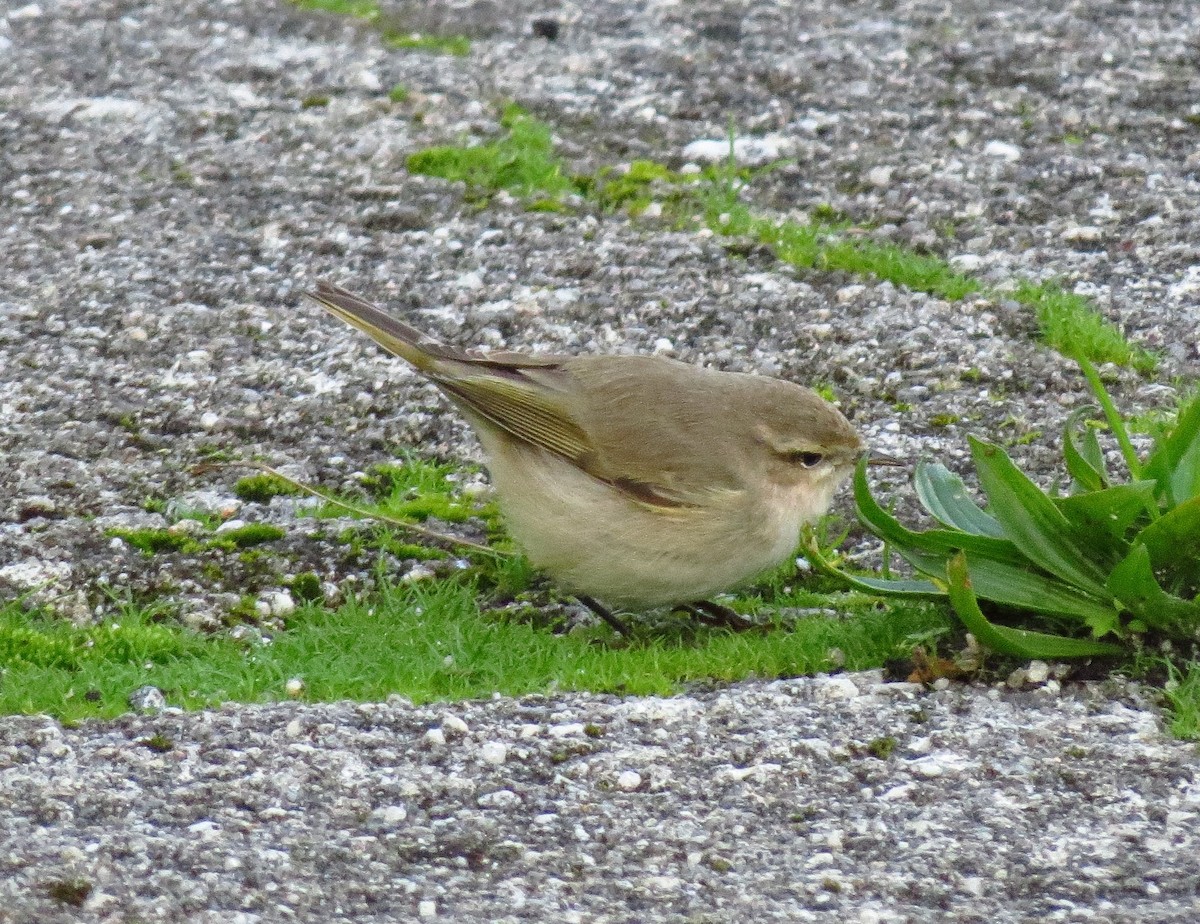 Common Chiffchaff (Siberian) - ML281027411