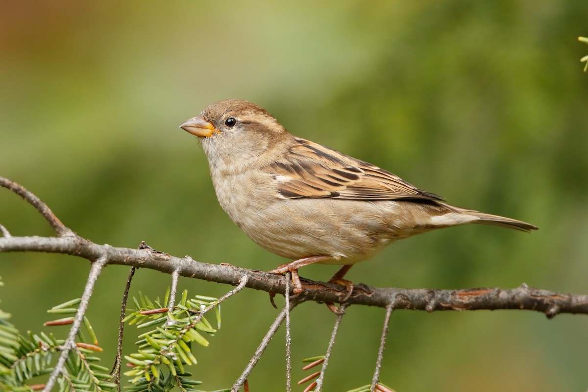 House Sparrow - Michael Brown