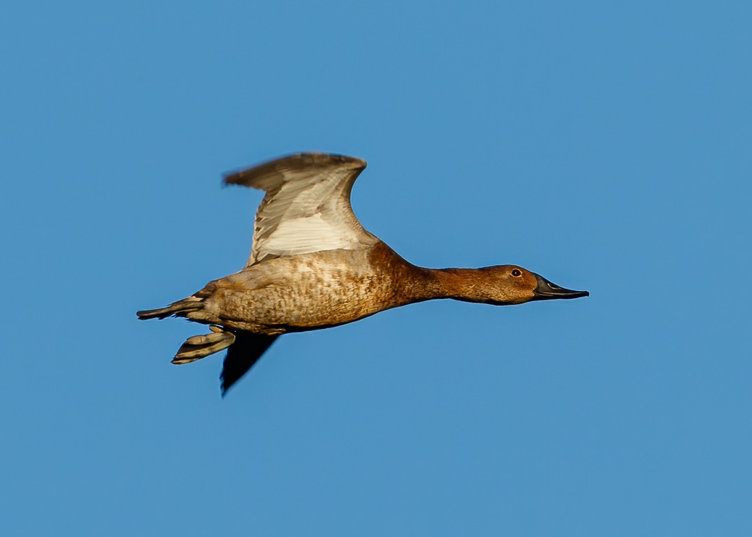 Canvasback - ML281029891