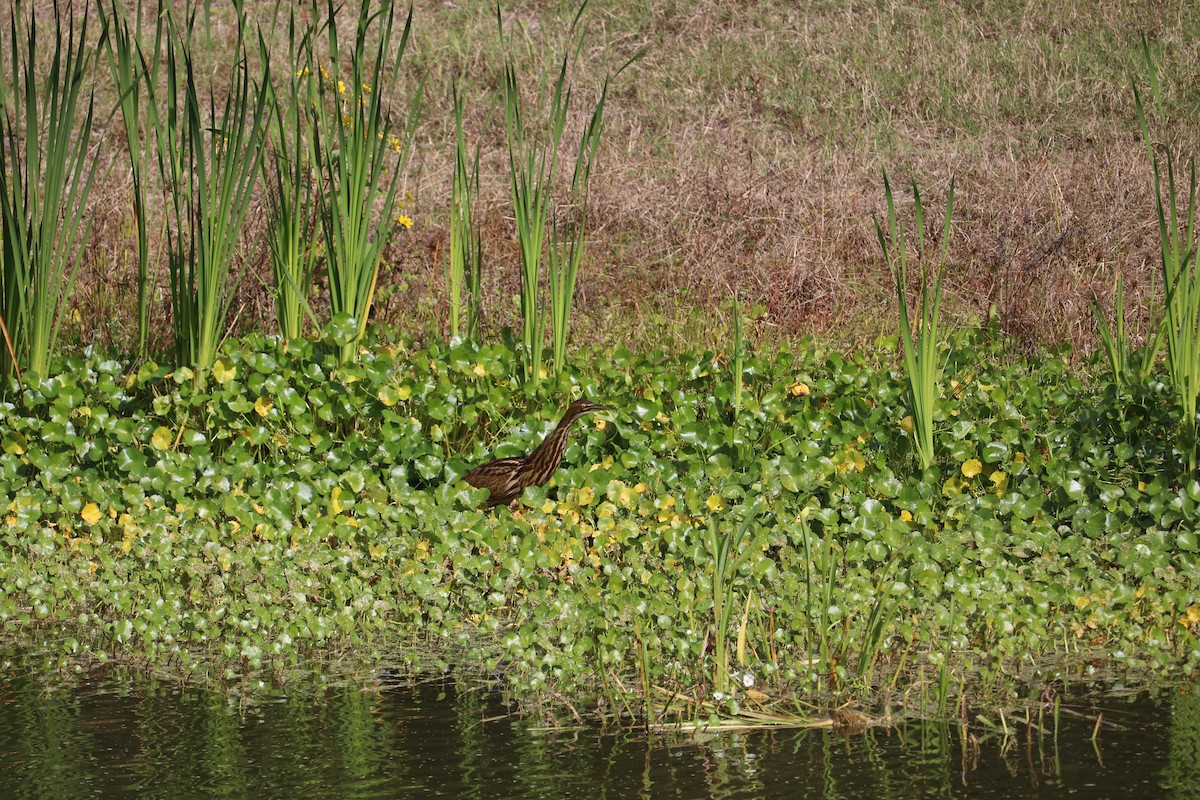 Schwarzbart-Rohrdommel - ML281029981