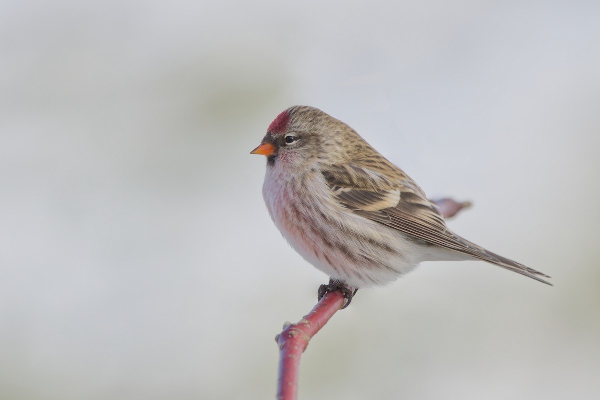 Common Redpoll - Zane Shantz