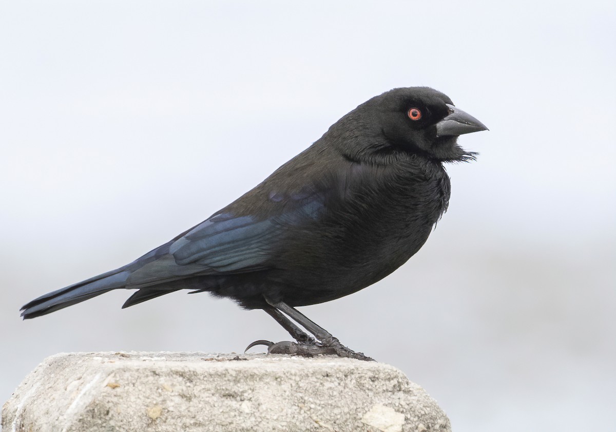 Bronzed Cowbird - ML281030491