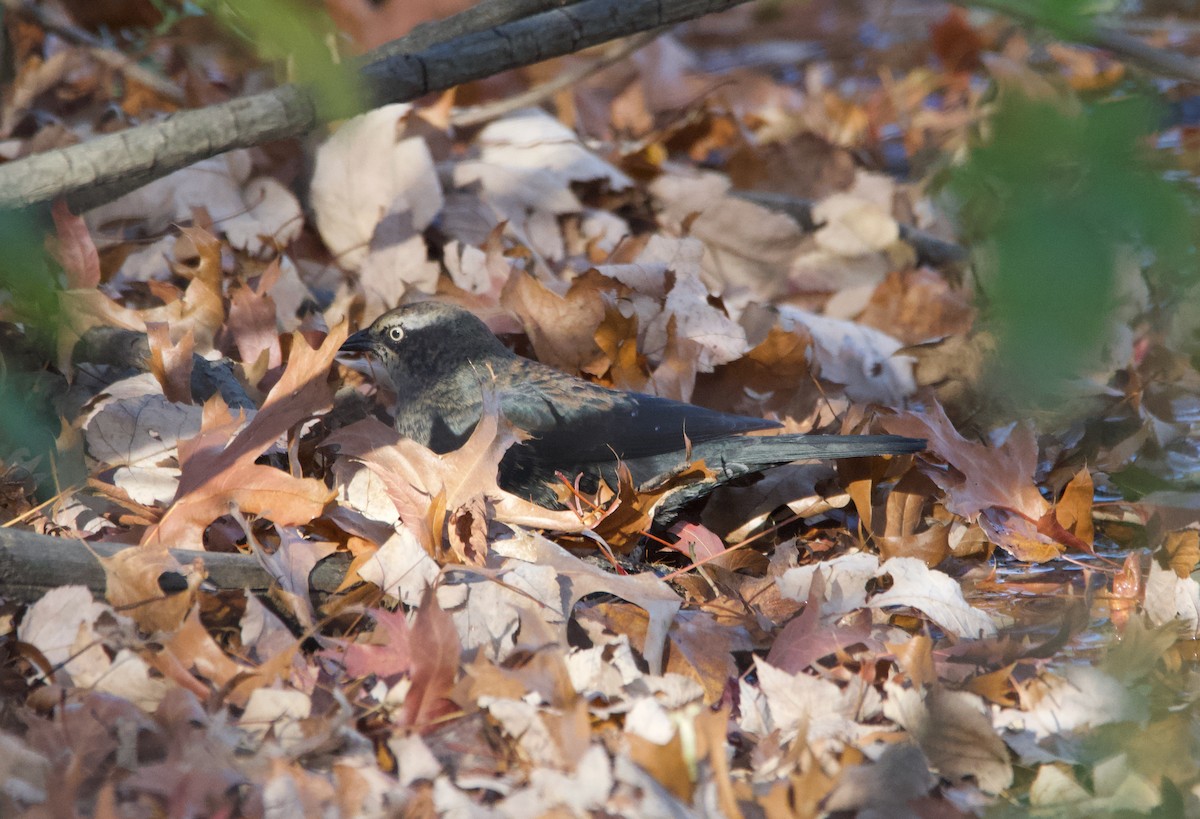 Rusty Blackbird - ML281030741