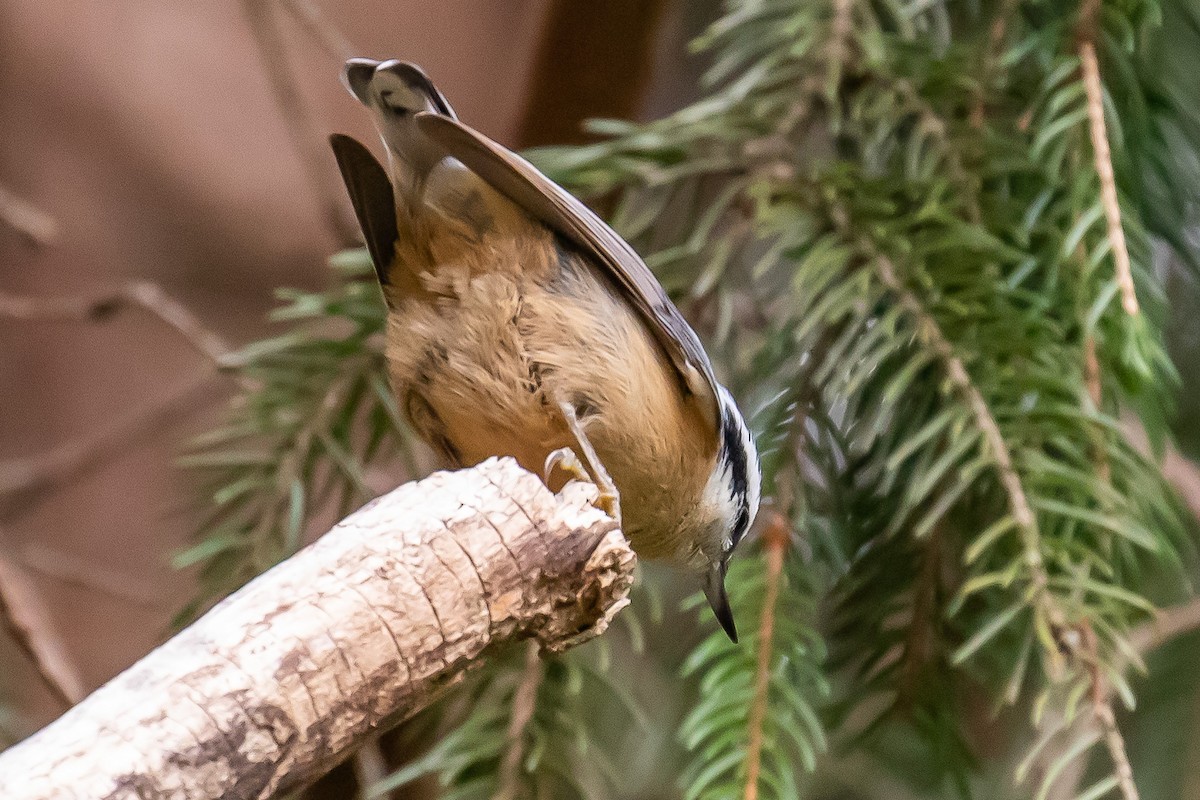 Red-breasted Nuthatch - ML281031551