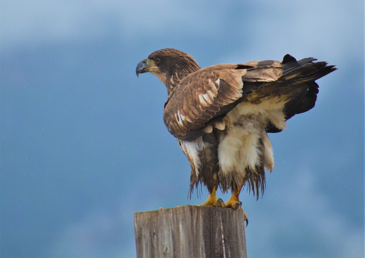 Weißkopf-Seeadler - ML281032691